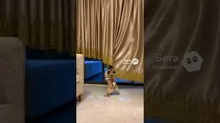 Naughty but Funny Series, Curtain Crazy Pug