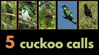 5 CUCKOO CALLS - Diederik, Klaas's, Jacobin, Black and Red-chested Cuckoo