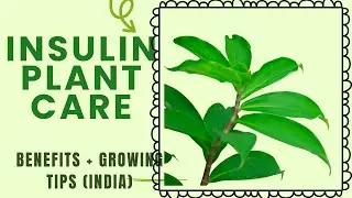 Insulin Plant Care in India | Benefits, Uses & How to Grow at Home