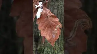 Sessile oak (Quercus petraea) - marcescent leaves close up - December 2017