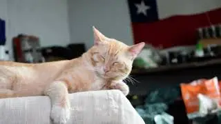 子猫 Koneko family's 440 day old. Part 7 of 9