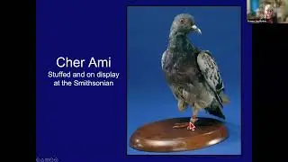 They Also Served: Animals in WWI