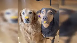 Funny Animals Cats&Dogs Part 17 🐈🐩#cat #dog #funny #video #kitten #puppy #animals