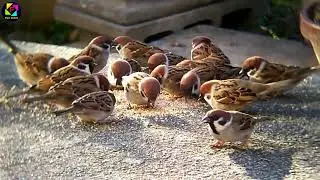Sparrow Sound Loud  - Bird Calls