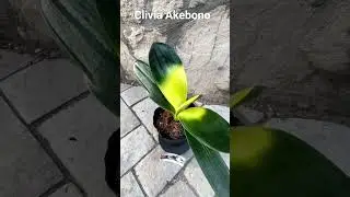 Clivia Akebono / Кливия Акебоно / #кливия #clivia #flowers