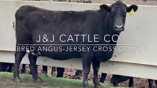 J&J Cattle Co: Angus-Jersey Cross Bred Cow