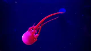 The Black Demon 15 (Moby Dick's Nature)