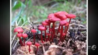 Cruentomycena - fungi kingdom