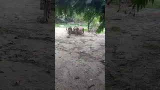 visiting the zoo