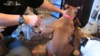 Opening a box ob toys fwom one ob our followers!!!