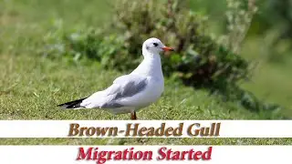 Brown Headed Gull , Migration Started , Aug -22