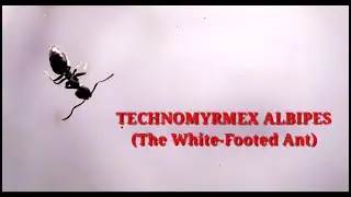 БЕЛОНОГИЕ МУРАВЬИ (TECHNOMYRMEX ALBIPES) &mdash; ВВЕДЕНИЕ