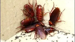 Is a Palmetto Bug Really Just a Cockroach?