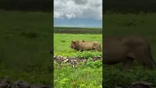 The ruler of the Crater securing his Domain #shorts #wildlife #lion #africa