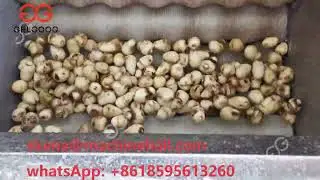 Industrial Ginger Cleaning And Peeling Machine|Ginger Washer And Peeler