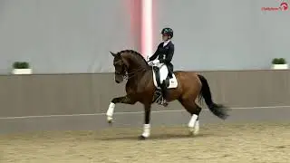 Franz Joseph junior *2016 - Privathengstschau 2024