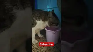 Thirsty Cat In the House #cat #music #latest #upcoming