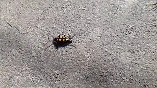 Четырехполосая лептура. Leptura quadrifasciata