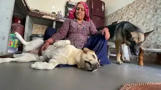 Dog Demands Belly Rub | Dog Wants Attention | Dog Belly Massage