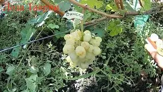ГФ Винсон 2018г