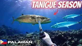 👑 PURO KING MACKEREL sa ARAW NA TO #spearfishingphilippines #mamaw #fishing