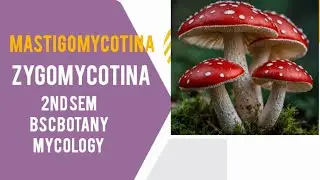 Mastigomycotina & Zygomycotina (2nd sem Mycology ) #mycology #bscbotany #fungi #education