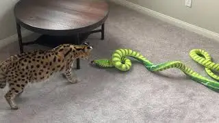African serval cat killing Anaconda snake