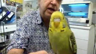 Budgie Health Check Taming 190710