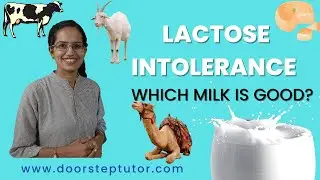Lactose Intolerance - Which Milk is Good? Goat Milk, Camel Milk, Cow Milk or Buffalo Milk