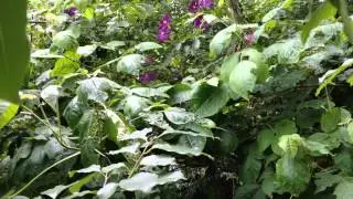 Dark Purple Flowers in the Canopy over the Lagoon