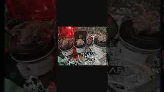 I788 | NEXLEAF OKLAHOMA BASED PREMIUM CANNABIS CULTIVATORS