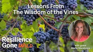 Wisdom of the Vines: How Vineyards Teach Us Resilience, Sustainability & Climate Action