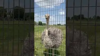 Ostrich ​⁠                             @Africaborewells #borewell #rig
