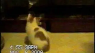 kitty vs ferrets cage match