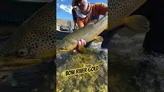 Spring Gold On the Bow #flyfishinglife #browntrout