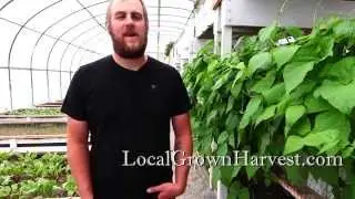 Local Grown Harvest - What We Do