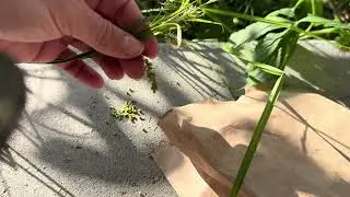 How to harvest Sprengle or Long Beaked Sedge (Carex sprengelii) seeds