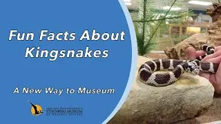 Fun Facts About Kingsnakes | A New Way to Museum