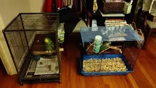 Ice Storm Move!! #birds #parrot #Amazon #Quaker longform
