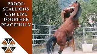 Stallions Turned Out Together for the First Time | Ethical Horse Management