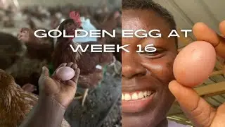 Golden Egg at 16 Weeks| Farm Vlog