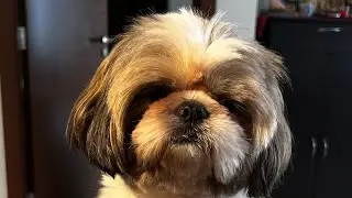 Shih Tzu Dog City tour and park hang out