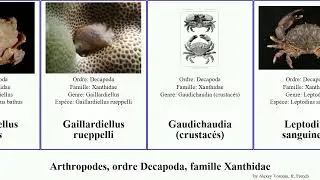 Arthropodes, ordre Decapoda, famille Xanthidae gaillardiellus arthropoda pubescens sanguineus Hulu