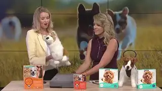 Reducing pet pain and anxiety with at-home PEMF therapy: here is how it works!