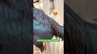 Meet With My Black Rooster | A Special Bird😍#shorts #viralvideo #rooster #ayam