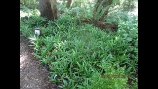 Potted Palm trees growing in Eucalyptus wood chips