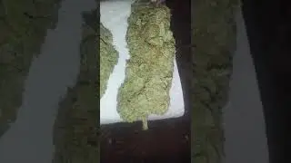 SOUR POWER STRAIN