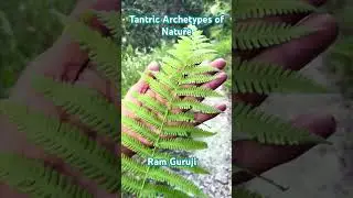 Sacred plants of Nepal. #kaliworld #sacredplants #tantrakali