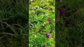 Spring has finally sprung in my parents garden ! Snowdrops and crocus are flowering
