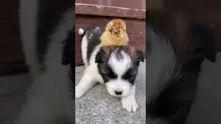 #animals #nature #animal #wildlife #love #pets #cute #photography #pet #dog #cats #dogs